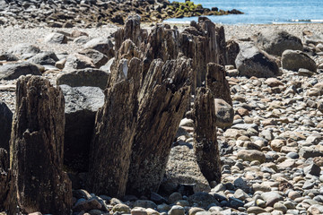 close up of some left over wooden piers on rocky coast under the sun