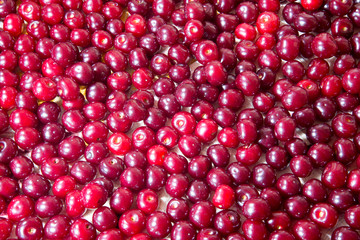 the cherry crop,cherry ripe, tasty, vitamins,macro