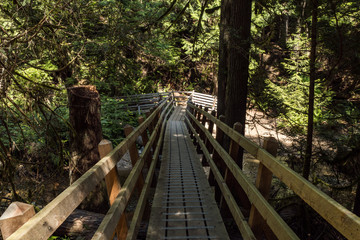 wooden bridge inside forest surrounded by dense trees and bushes with sunlight hitting the surface through the foliage