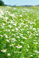 Big green field and tilt lot of white daisy at summer sunny day. Bokeh effect. Selective focus