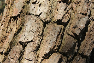 松の樹皮