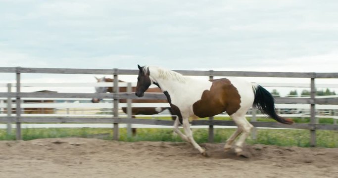 TRACKING Two horses free lunging in the round pen on a horse farm. Shot on RED Helium. 4K UHD RAW graded footage