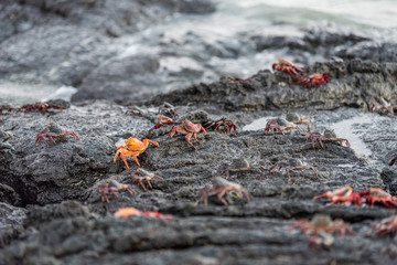 Crabs on lava rocks in Galapagos Islands