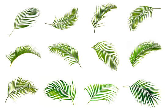 collection of palm leaves isolated on white background.