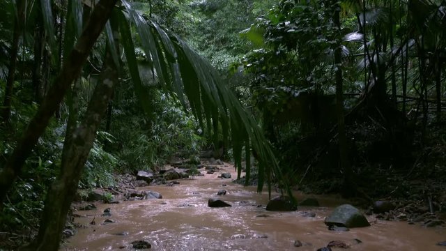 Forest muddy stream flowing after pouring rain. Wet exotic plants and rocks. Rain season in tropical jungles, Thailand. Amazing nature, lush vegetation. Dense foliage. High humidity. Original audio