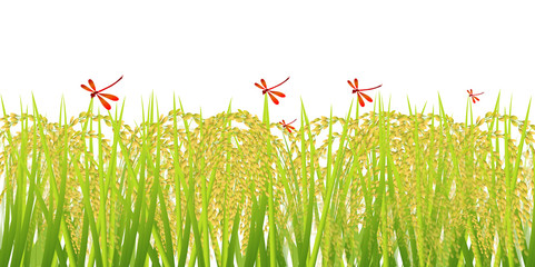 米　稲　秋　背景 © J BOY