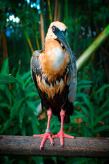 bird