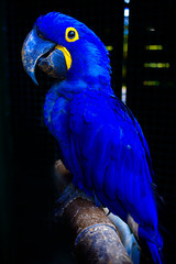 parrot © SebastianG