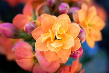Pequenas flores amarela, rosa e roxas. Dia das mães, namorados, amor. Fundo para cartão,...