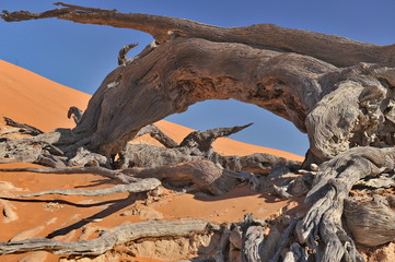 Dry tree roots on sand in the Namib desert. Sossusvlei.
