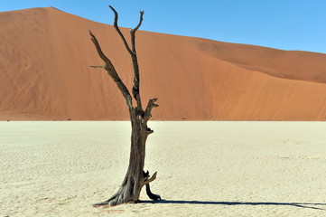 Dead forest in the African desert. Namibia. Sossusvlei.