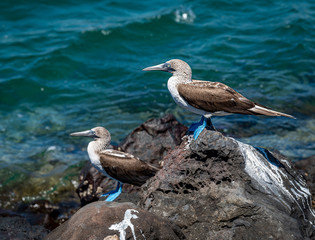 Fototapeta na wymiar Blue-footed booby standing on rock in Galapagos Islands