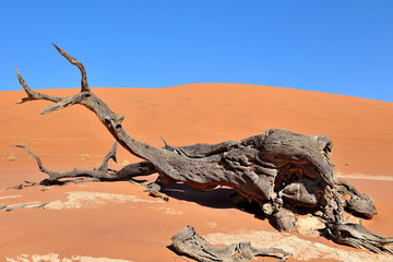 Dry tree roots on sand in the Namib desert. Sossusvlei.