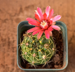 Miniature succulent plants