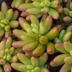 Miniature succulent plants