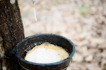 Bowl on rubber tree in farm.