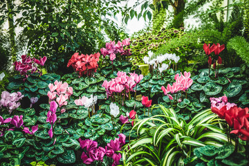 flowers in the garden