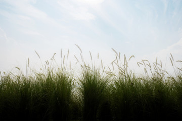Grass in field at sky.