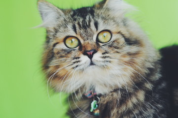 Naklejka na ściany i meble cat with green eyes