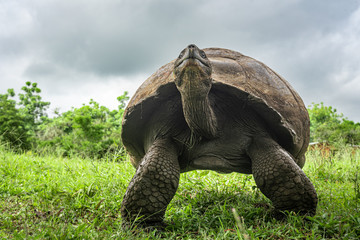 Giant land tortoise with head up in Galapagos Islands