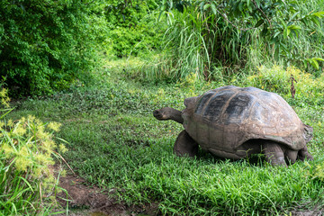 Fototapeta premium Giant land tortoise in Galapagos Islands