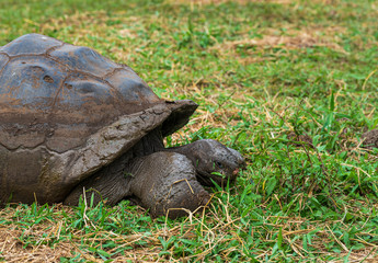 Giant land tortoise eating grass in Galapagos Islands