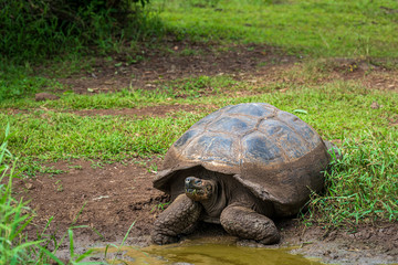 Giant land tortoise in Galapagos Islands