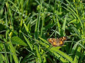 Phaon Crescent on Morning Dew Covered Grass at Lake Seminole Park, Florida