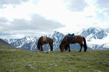 Fototapeta na wymiar The horse of the pasture in Mongolia