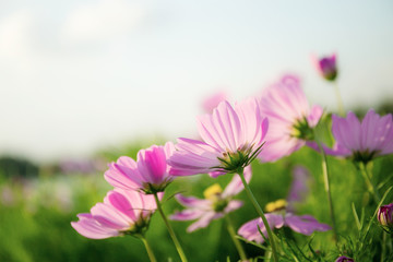 Fototapeta premium Pink cosmos in garden.
