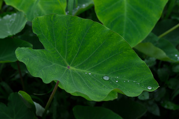 里芋の葉　水滴