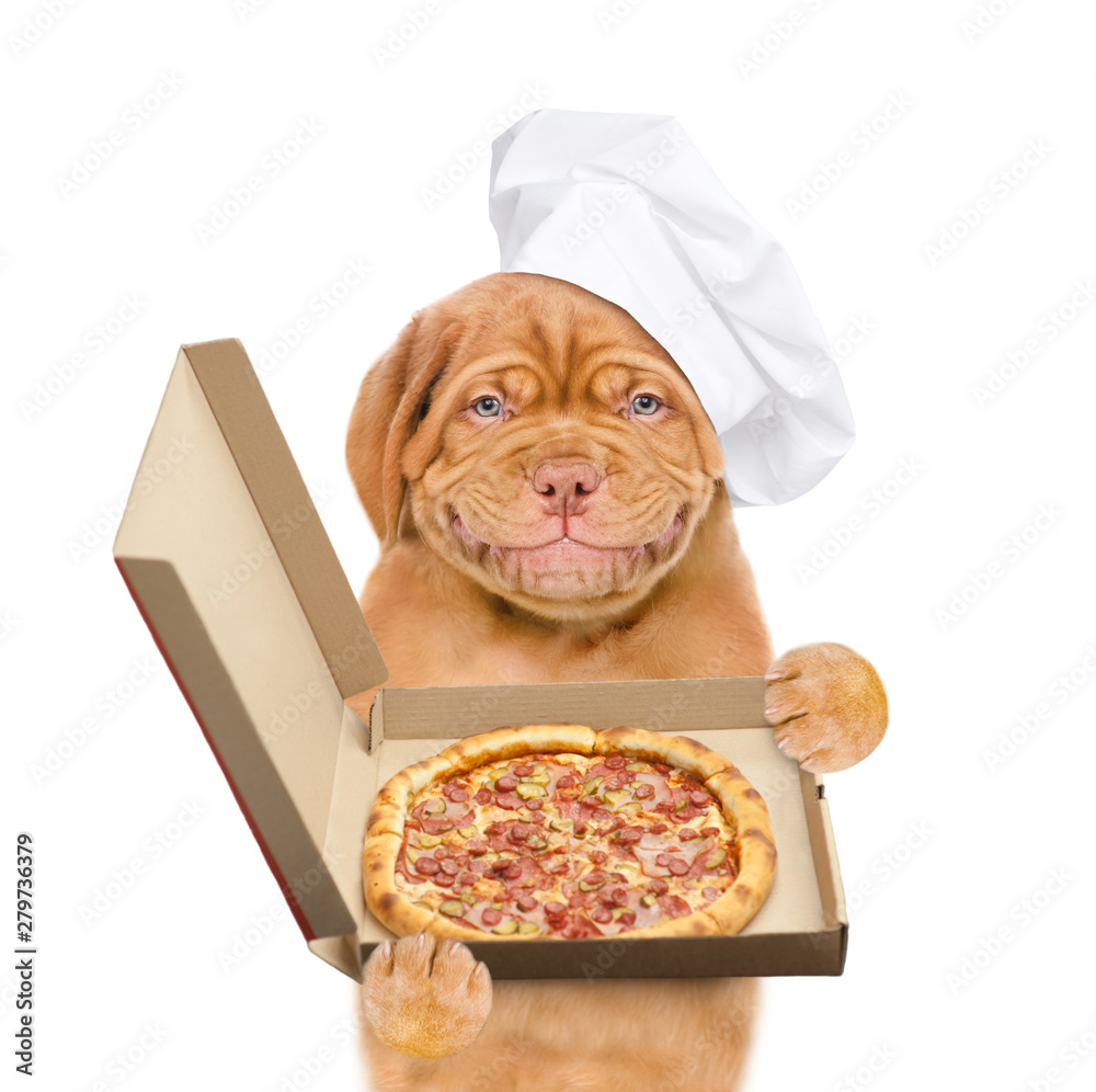 Poster Smiling puppy in chef's hat with pizza. isolated on white background