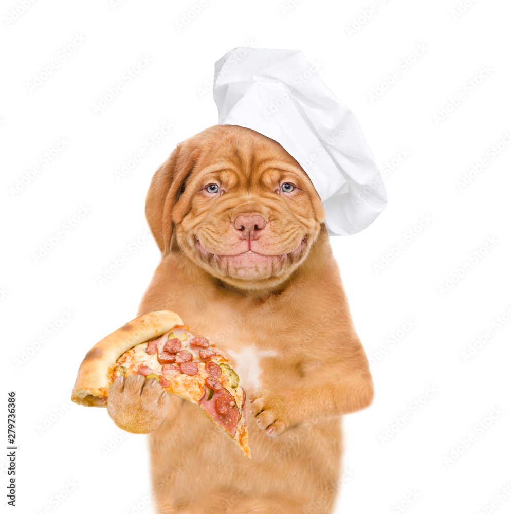 Poster Smiling puppy in chef's hat with pizza. isolated on white background