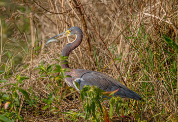 Tricolored Heron with Gigged Fish at Lake Seminole Park, Florida