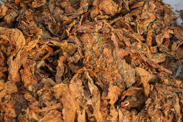 A pile of dry tobacco leaves