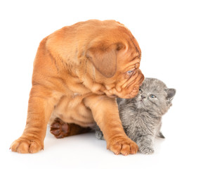 Bordeaux puppy dog sniffing kitten. isolated on white background