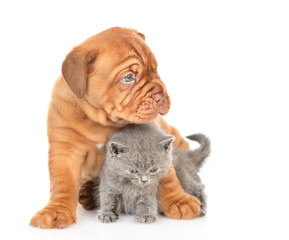 Mastiff puppy hugging gray kitten and looking away. isolated on white background
