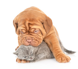 Playful puppy kisses kitten. isolated on white background