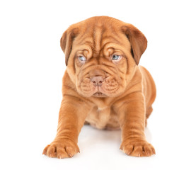 Portrait of a Bordeaux puppy sitting in front view and looking away. isolated on white background