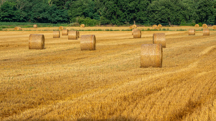Freshly rolled hay bales in a field in Tuscany Italy. Golden and relaxing contest. Summer season