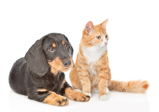 Dachshund puppy and adult cat sitting together. isolated on white background
