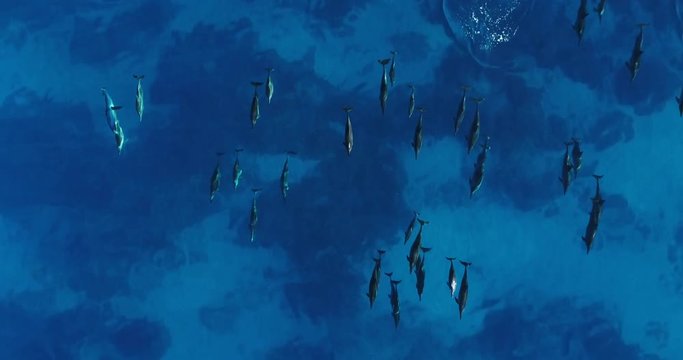 Aerial drone footage of a pod of sinner dolphins swimming through crystal clear water in Kailua Kona, Hawaii