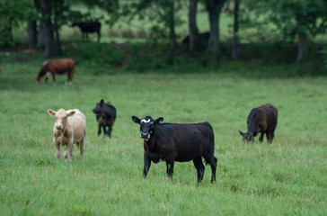 Beef calves in summer pasture