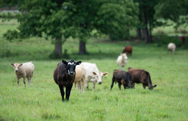 Naklejka na ściany i meble Black and white heifer with other cattle out of focus behind