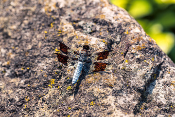 A dragonfly enjoys the warm sun on a rock.