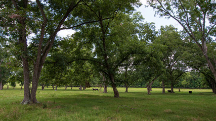 Obraz premium Pecan grove pasture with cattle herd