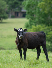 Portrait of a black and white Angus crossbred heifer