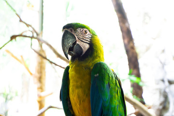 blue and yellow macaw