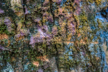 This unique photo shows the wooden structure of a tree bark. This picture was taken on an island of the Maldives
