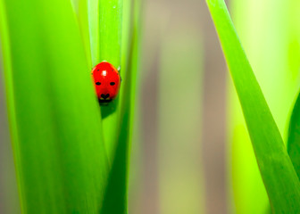 Ladybug Sitting on Green Grass Blade. Purity Concept.